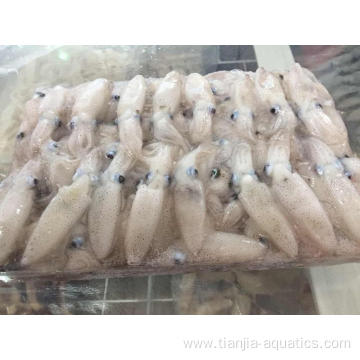 Hot sale Top class baby squid Loligo Japonica